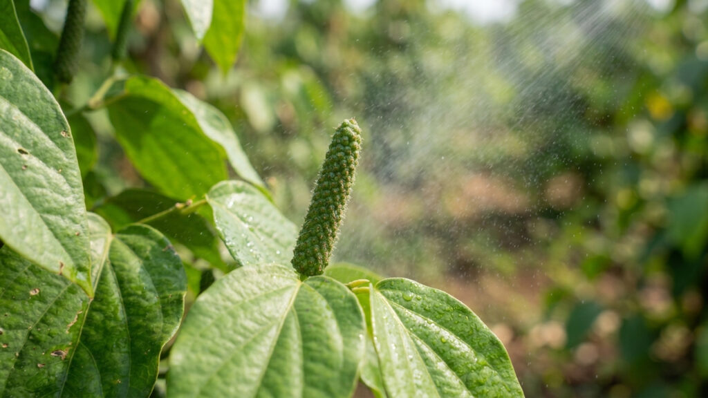 Extrato de pimenta-de-macaco na agricultura: como a substância dilapiol atua como biopesticida sustentável no combate a lagartas e brocas