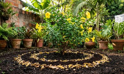 Colocar borra de café com casca de banana ao redor das plantas: para que serve e por que jardineiros recomendam