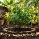 Colocar borra de café com casca de banana ao redor das plantas: para que serve e por que jardineiros recomendam