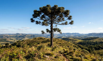 A árvore dinossauro do sul do Brasil: com galhos que parecem candelabros, ela produz pinhas gigantes recheadas de sementes nutritivas