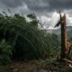 Provérbio japonês para refletir, “O bambu que sobrevive ao vento não é o mais duro da floresta, mas aquele que aprendeu a se curvar sem abandonar suas raízes”. Um ensinamento sobre flexibilidade, orgulho e por que ceder nem sempre significa fraqueza