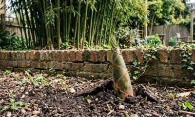 Vizinha planta bambu perto do muro para ganhar privacidade, raízes avançam para o terreno ao lado e, 5 anos depois, o jardim vira uma disputa entre os proprietários