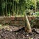 Vizinha planta bambu perto do muro para ganhar privacidade, raízes avançam para o terreno ao lado e, 5 anos depois, o jardim vira uma disputa entre os proprietários