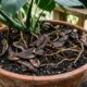 Esqueça a borra de café: cascas de banana podem ser uma alternativa simples e natural para fortalecer o solo e ajudar as plantas a crescerem melhor durante as estações mais frias