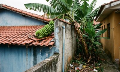 Vizinha planta bananeira rente ao muro para ter sombra no quintal, bananeira cresce, atrai ratos e o cacho cai no telhado da casa ao lado causando goteira, Justiça decide quem paga o conserto de R$ 3.200 