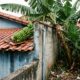 Vizinha planta bananeira rente ao muro para ter sombra no quintal, bananeira cresce, atrai ratos e o cacho cai no telhado da casa ao lado causando goteira, Justiça decide quem paga o conserto de R$ 3.200 