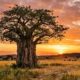 A árvore africana de formato alienígena: seu tronco incha como uma garrafa gigante capaz de armazenar até 100 mil litros para resistir a secas