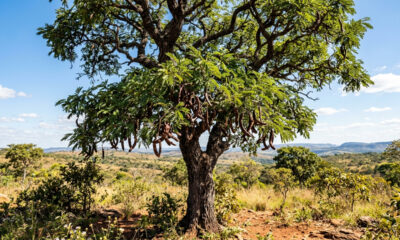 Essa árvore rústica do cerrado tem a casca mais cicatrizante do Brasil: sua ação bactericida potente é usada há séculos na medicina natural
