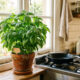 Essa planta aromática é perfeita para cultivar na cozinha: ela suporta o calor do fogão, perfuma o ambiente e afasta as moscas das panelas
