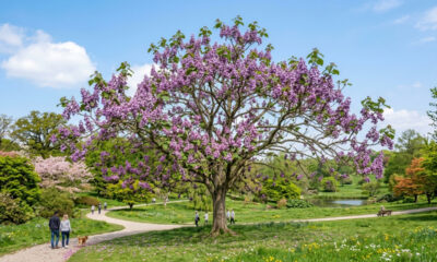 Essa árvore de crescimento ultra rápido dá flores roxas gigantescas e absorve até dez vezes mais gás carbônico que as outras espécies no quintal
