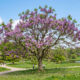 Essa árvore de crescimento ultra rápido dá flores roxas gigantescas e absorve até dez vezes mais gás carbônico que as outras espécies no quintal