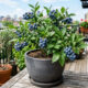 Essa frutinha azul e rica em antioxidantes desenvolveu variedades adaptadas ao calor brasileiro e agora pode ser cultivada em vasos na varanda