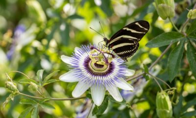Essa trepadeira de flores impressionantes cresce rápido, perfuma o jardim e pode transformar qualquer espaço em um refúgio para borboletas