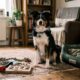 “Não recomendo ter um Border Collie em casa com crianças”, diz veterinário ao falar sobre o risco de estresse da raça