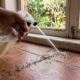 Nem bicarbonato nem veneno: água morna com detergente pode ajudar a afastar formigas de casa de forma simples