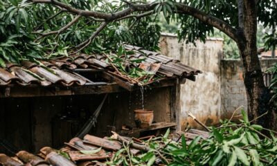 Galhos da mangueira do vizinho avançam 4 metros sobre o quintal, quebram telhas durante uma chuva forte e geram conflito sobre poda e indenização