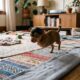 Mulher transforma a casa para receber filhote que nasceu com apenas duas patas
