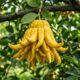 Essa fruta bizarra com formato exótico não tem polpa e nem suco em seu interior, mas a sua casca espessa exala um perfume de limão inesquecível