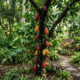 A árvore que é a base do chocolate também pode ser cultivada no quintal: a fruta tropical cresce sob a sombra de outras árvores e produz rápido