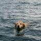 Pescadores encontram cachorro exausto nadando sozinho a mais de 1,5 km da costa, puxam o animal para o barco e protagonizam um resgate emocionante