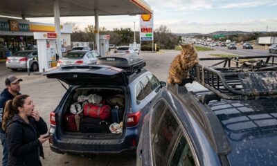 Motorista viaja 160 km de carro e só então descobre seu gato agarrado ao teto do veículo
