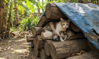 Mulher se aproxima de pilha de madeira após notar algo estranho e descobre uma mãe protegendo seus filhotes