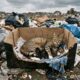 Mulher encontra ninhada de gatinhos recém-nascidos abandonada em um lixão e inicia uma corrida contra o tempo para tentar salvar todos