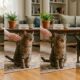 Os veterinários explicam: quando o gato morde o dono, ele está transmitindo uma mensagem importante, não tentando machucar