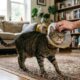 Gata deveria usar cone apenas durante recuperação, mas 13 anos depois ainda não deixa ninguém tirar