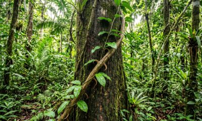 A planta medicinal pouco conhecida que surpreende pelas propriedades e é considerada um dos segredos da floresta tropical