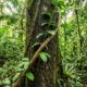 A planta medicinal pouco conhecida que surpreende pelas propriedades e é considerada um dos segredos da floresta tropical