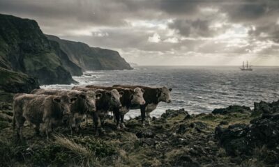 Cinco vacas deixadas em uma ilha em 1871 se multiplicaram por mais de um século e deram origem a um rebanho de quase 2 mil animais que intrigou a ciência