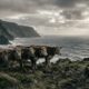 Cinco vacas deixadas em uma ilha em 1871 se multiplicaram por mais de um século e deram origem a um rebanho de quase 2 mil animais que intrigou a ciência