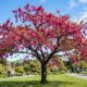 Essa árvore da realeza asiática é a única espécie de sakura que floresce com abundância de pétalas cor-de-rosa no clima quente do Brasil