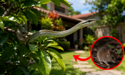 As pessoas frequentemente consideram a cobra-cipó uma espécie perigosa e a matam por medo. Na verdade, ajuda a controlar pequenos roedores no jardim