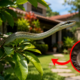 As pessoas frequentemente consideram a cobra-cipó uma espécie perigosa e a matam por medo. Na verdade, ajuda a controlar pequenos roedores no jardim