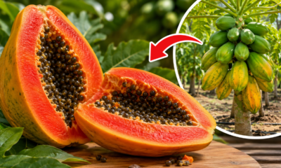 Adeus mamão tradicional: essa fruta de cor vermelha e casca lisa possui uma polpa suculenta com gosto doce de morango e baunilha