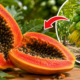 Adeus mamão tradicional: essa fruta de cor vermelha e casca lisa possui uma polpa suculenta com gosto doce de morango e baunilha