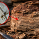Cientistas americanos encontram micróbios de 3,5 bilhões de anos preservados em rochas e descoberta recua milhões de anos a história da vida na Terra