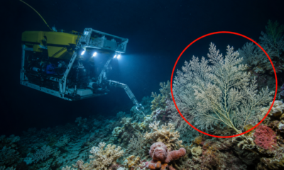 Robô enviado às profundezas do Oceano Pacífico encontra uma colônia gigantesca com milhões de corais distribuídos por uma área de 300 quilômetros quadrados