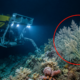 Robô enviado às profundezas do Oceano Pacífico encontra uma colônia gigantesca com milhões de corais distribuídos por uma área de 300 quilômetros quadrados