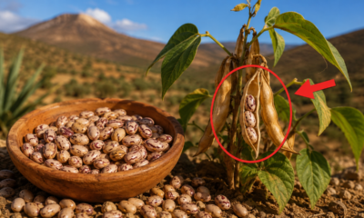 A planta que alimentou comunidades nas montanhas por milênios e foi deixada de lado pela agricultura moderna