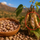 A planta que alimentou comunidades nas montanhas por milênios e foi deixada de lado pela agricultura moderna