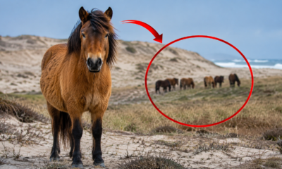 Sete cavalos deixados em uma ilha em 1883 deram origem a um grupo selvagem que intrigou naturalistas por décadas