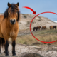 Sete cavalos deixados em uma ilha em 1883 deram origem a um grupo selvagem que intrigou naturalistas por décadas