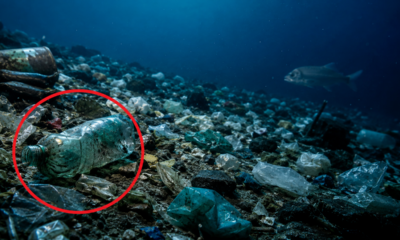 Cientistas encontram milhares de toneladas de lixo plástico em águas profundas e descoberta revela a dimensão da poluição marinha