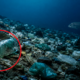 Cientistas encontram milhares de toneladas de lixo plástico em águas profundas e descoberta revela a dimensão da poluição marinha