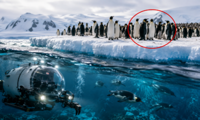 Submarino enviado às águas geladas da Antártida encontra uma comunidade gigantesca com milhares de pinguins distribuídos por uma área de 180 quilômetros quadrados