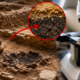 Um estudo microscópico mostra que nossos ancestrais neolíticos já realizavam tarefas domésticas, como cozinhar, limpar e jogar lixo fora