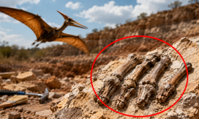Pesquisadores brasileiros encontram fósseis de 100 milhões de anos escondidos em rochas sedimentares e descoberta revela detalhes inéditos sobre a evolução desses répteis